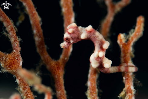 A Pygmy Seahorse 