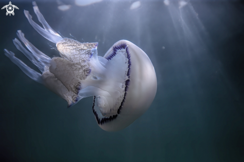 A barrel jellyfish