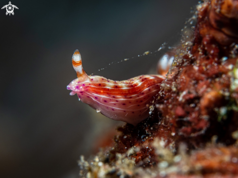 A Hypselodoris decorata | Nudibranch