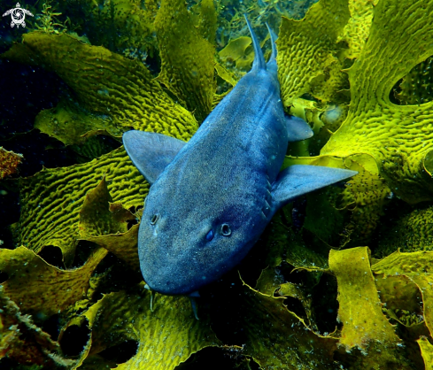 A Brachaelurus waddi | Blind shark