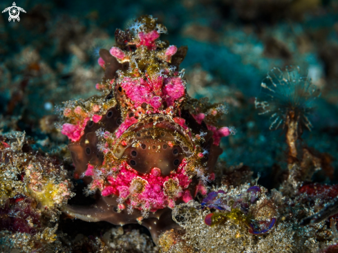 A Painted Frogfish