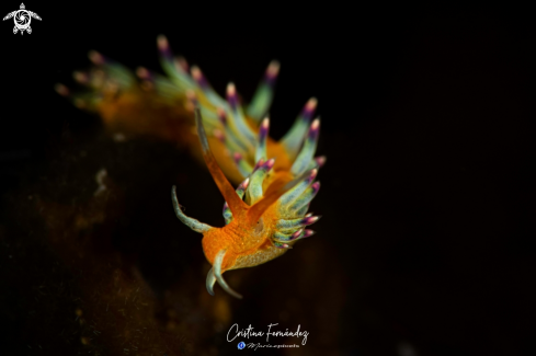 A Nudibranch