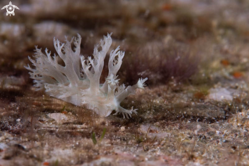 A Nudibranch 