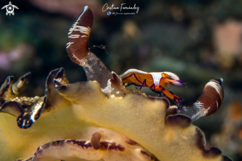 A Discodoris boholiensis- Zenopontonia rex | Nudibranch