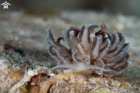 A Nudibranch 