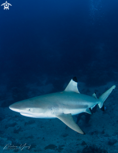 A Blacktip