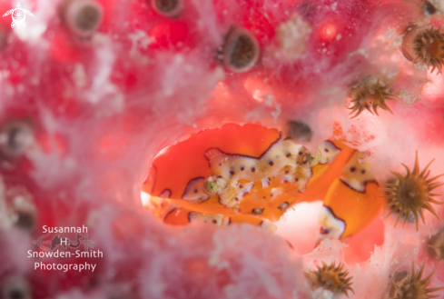 A Gaudy Clown Crab