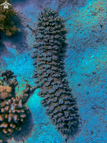 A sea cucumber