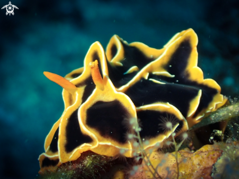 A Nudibranchia