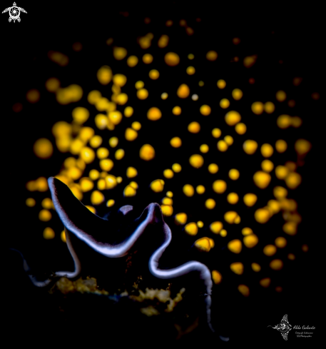 A Polyclad Flatworm