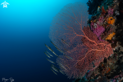 A Razor fish and sea fan