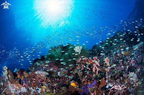 A Shoal of fish silverfish decoreate the seascape of Ternate.