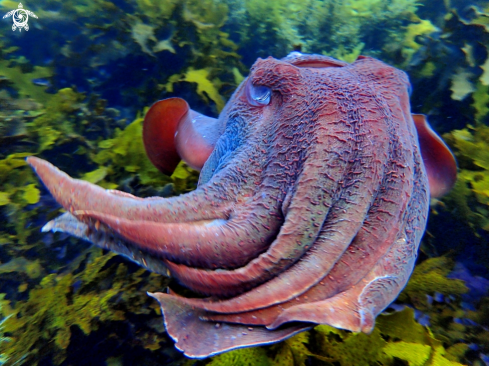 A Australian giant cuttlefish