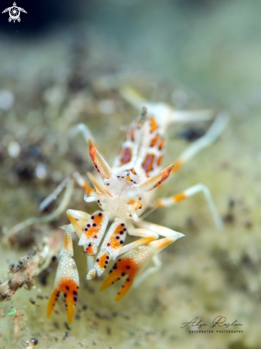 A Spiny Tiger Shrimp