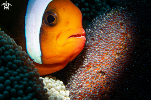 A Anemonefish