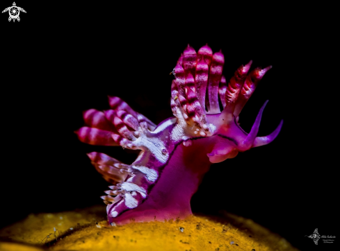 A Redline Flabellina Seaslug