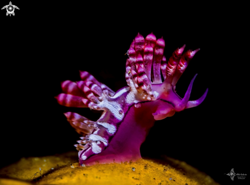 A Coryphellina rubrolineata (O'Donoghue, 1929) | Redline Flabellina Seaslug