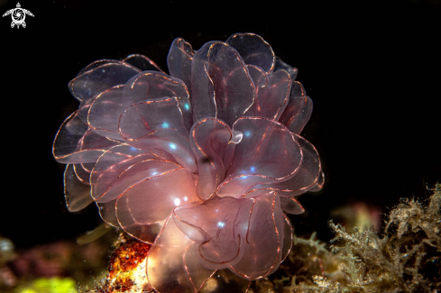 A Butterfly nudibranch