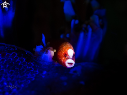 A Galaxy Pipefish 