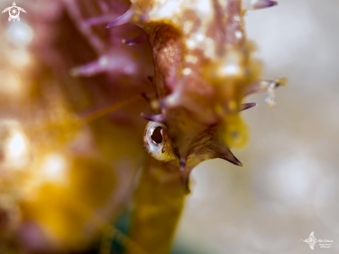 A Thorny Seahorse