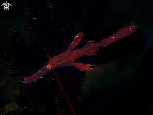 A Solenostomus cyanopterus  | Robust Ghost Pipefish