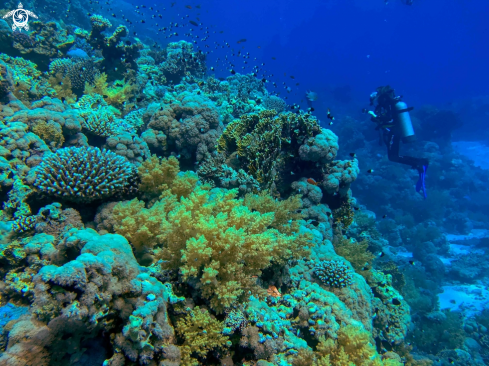 A Coral Reefs