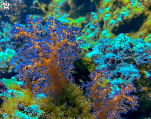 A soft coral