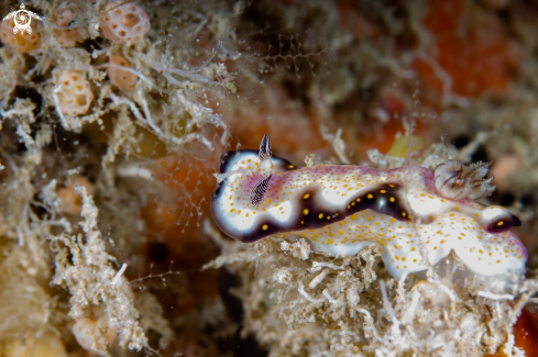 A Hypselodoris nudibranch