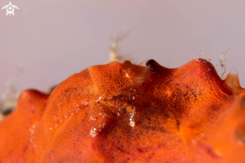 A Cryptic Sponge Shrimp 