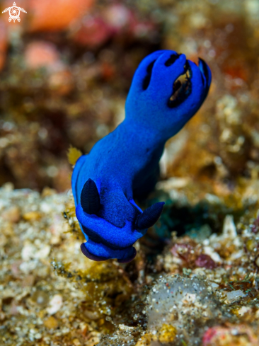 A Nudibranch