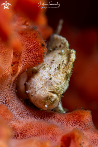 A Frogfish