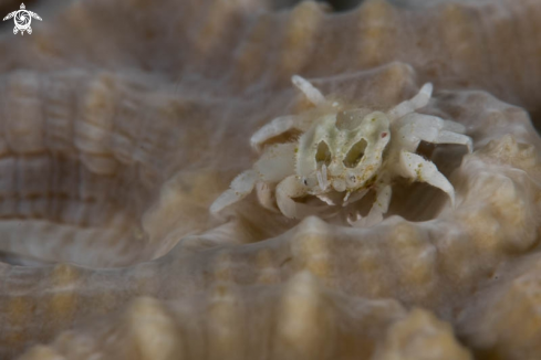 A Latisell‘s gall crab 