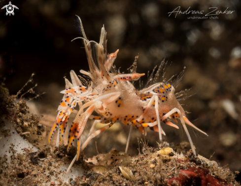 A Spiny Tiger Shrimp 