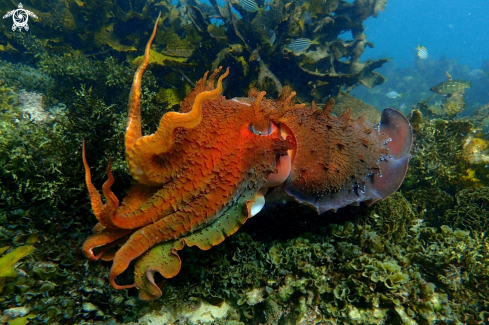 A Australian giant cuttlefish