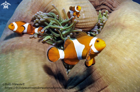 A Ocellaris Clownfish