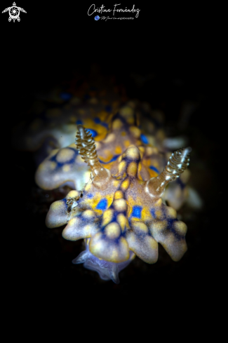 A Miamira sinuata | Nudibranch