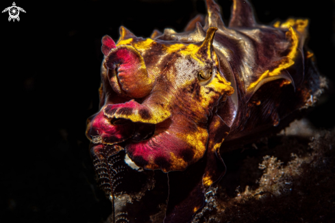 A Flamboyant cuttlefish