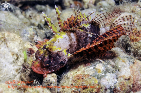 A Dendrochirus brachypterus | Shortfin Lionfish