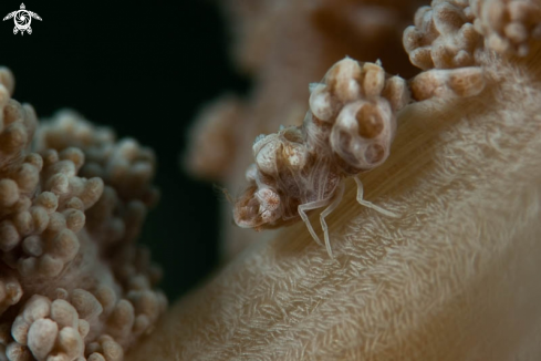 A Humpback soft coral shrimp