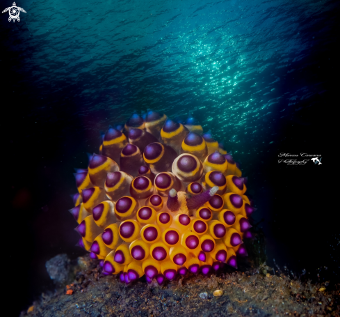 A Jonalus SP | Nudibrach