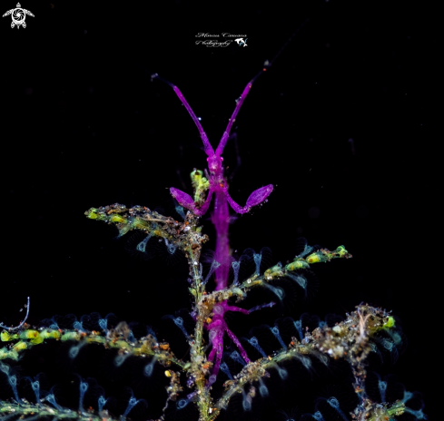 A Skeleton Shrimp