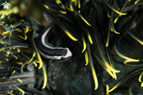 A Crinoid Clingfish 