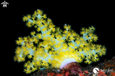 A Hemprich’s soft coral