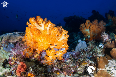 A Orange Soft Coral