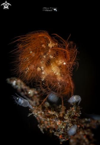 A Hairy Shrimp