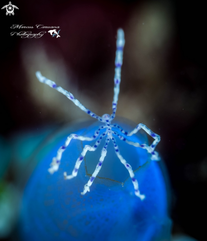A Blue spotted spider