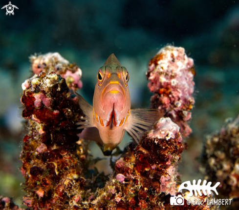 A Hawkfish