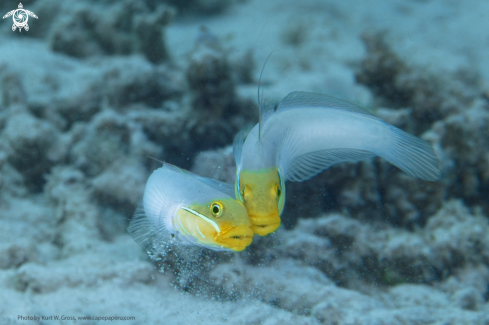 A Valenciennea strigata | Bluestreak Goby