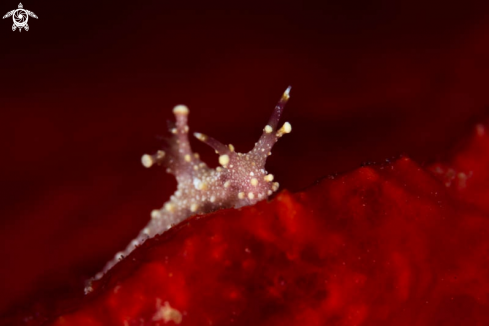 A Nudibranch 