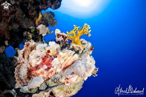 A Scorpion Fish 